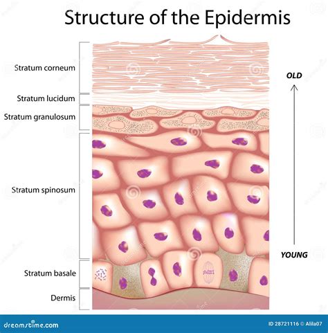 Epidermide .